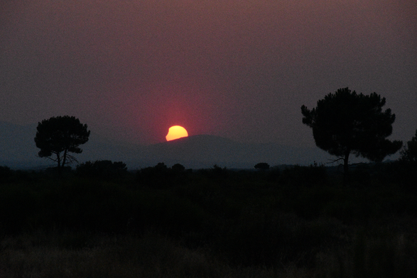 Sunset behind the Montes de León, with the Sun still being partially occluded by the Moon after the 2026 Solar Eclipse, as seen near Destriana. In the foreground, two Mediterranean Stone Pines in silhouette.