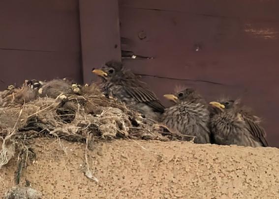 A nest sits on the left side of a ledge while three House Finch chicks line themselves starting at the center and going to the right edge of the ledge. The ledge itself is a washed out pinkish orange color and the background wood beam is a dark brown with a support strip that runs vertically down, just off center to the left.

The nest looks like a jumbled mess of twigs and feathers in mostly brown tones. All the chicks are fully feathered in brown with some downy white feathers sprinkled throughout their breasts. All three heads are turned left with their yellowish beaks pointing the way. Their mom just flew off and they are watching to see if she is coming back with more food.

It's possible that she has flown off to our neighbor's bird feeder to grab some food for herself.