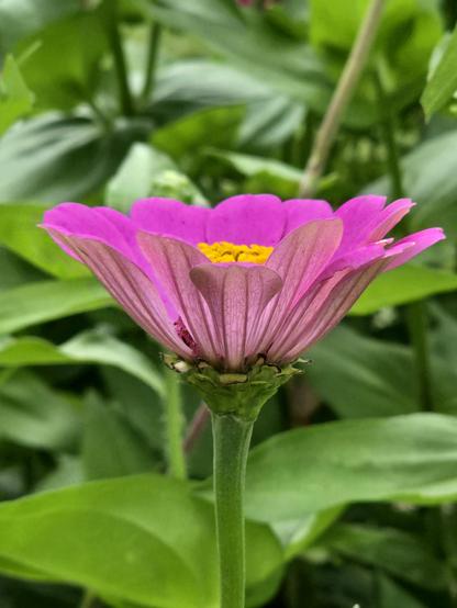 Pink zinnia flower surrounded by its leaves.
The view is from the side
