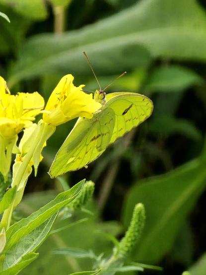 A cloudless sulphur butterfly. A yellow butterfly with a few dark spots and large yellow eyes on a yellow wildflower.