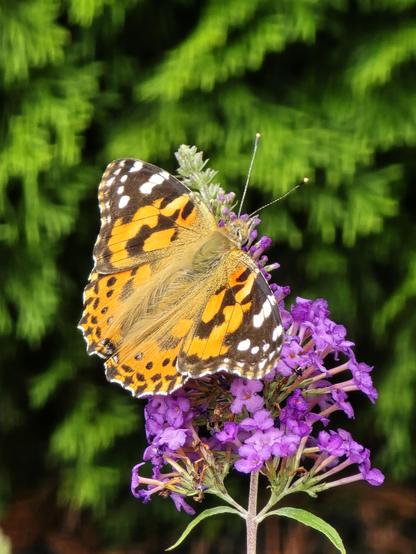 Painted Lady Butterfly rusty orange and black patterned with white spots at the ends of wings resting on purple butterfly bush flowers. Shrubs behind.