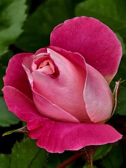 A hot pink and moderate pink rosebud that is beginning to open. It looks like a heart.