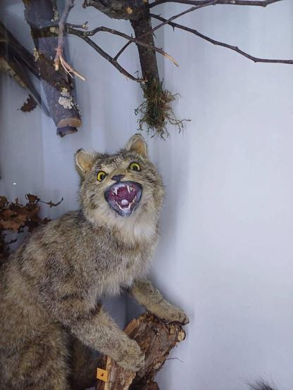 Taxidermied European Wildcat. It's been posed with its mouth open as widely as possible so it looks like it's either possessed or it's only just learned about the "whasssssupppp" ad from the 90s

Credit to TabrizShadow on DeviantArt