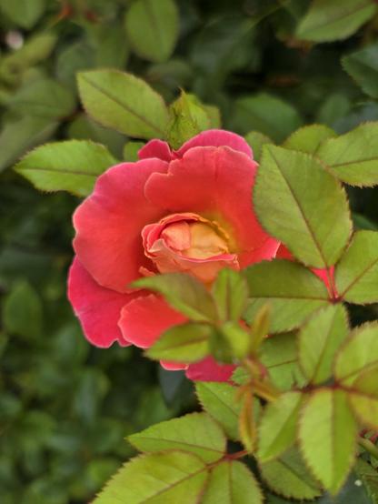 A pink and coral rose tucked partially behind its leaves.