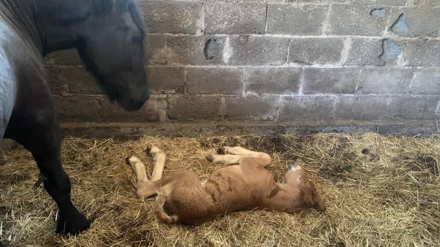 Rudo piaskowy źrebak leży na sianie, obok czarna mamusia