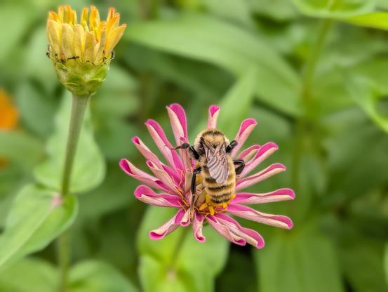 A close-up, top-down shot of a striped, fuzzy bumblebee foraging on a blooming pink zinnia flower. To the left, a tall, unopened yellow-and-green flower bud rises on a slender stem, set against a softly blurred background of lush green leaves.