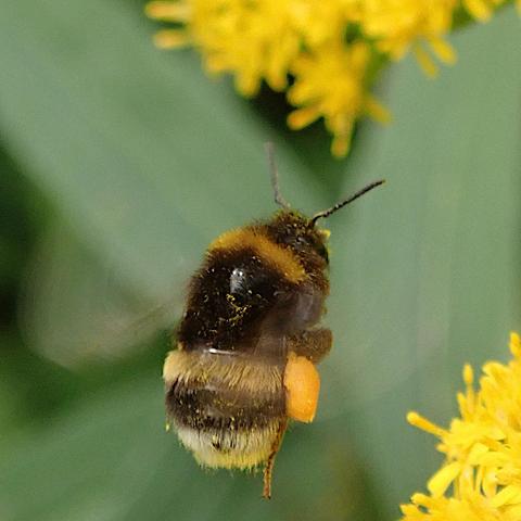 nahaufnahme einer hummel im flug. ihre flügel sind fast nicht zu sehen, dafür war die belichtungszeit zu lang. sie ist schwarz mit einem goldgelben pelzstreifen am vorderrand des thorax sowie einem gelben am anfang des hinterleibs und einem weißen am ende. ihr körper hängt im flug einfach herab, so dass sie quasi senkrecht stehend durch die luft rudert. am bein ist ein dickes gelbes pollenhöschen