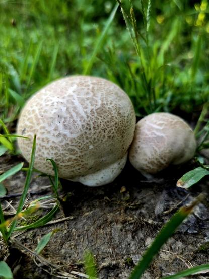 Two round mushrooms, white with beige markings. 1 is much smaller than the other, like me and my lil buddy.
Weedy grass surrounds.