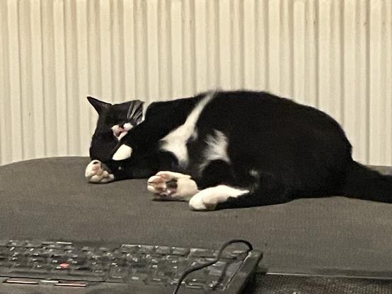 same happily sleeping cat; the paws have moved some, so we see he must be lying on one of his ears; is that comfortable?