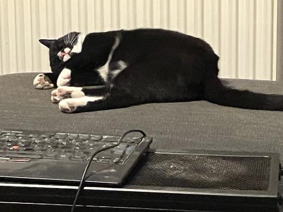 Malik🐈‍⬛ om schloofe, Ärmsche vur de Brust, Pfötschebönnsche joot ze sinn, un ene zofredene Jesischtsausdruck hätt e uch