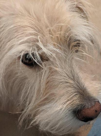 A close-up of the face of a scruffy, light-tan dog.