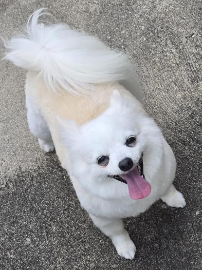 White and tan chi standing on concrete with a huge smile and tongue out.