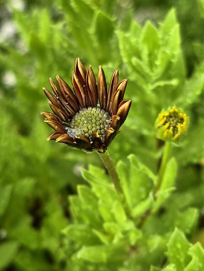 A newly opening dausy. The petals look yellow with brown outline, the central disc is green and is pooled with rain. A bud sits nearby.