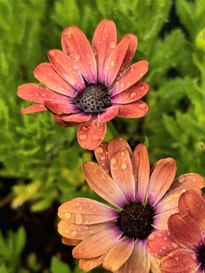 Orange daisies (2 and one partial overlapping petals) with hints of pink near the dark central disc