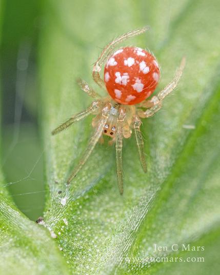 Photo of a spider with a round, red opisthosoma (back end) with white spots, like an amanita mushroom with eight little transparent legs and a funny face