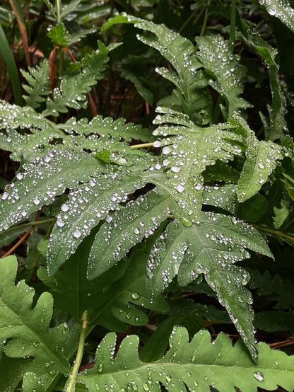 Fern spangled with raindrops.