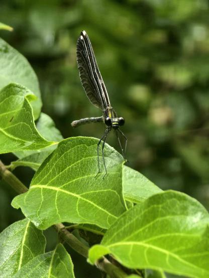 A damesfly who sat still for me for this single shot.
A metallic teal and black specimen on a leaf. She has black wings with a white spot at the tips.