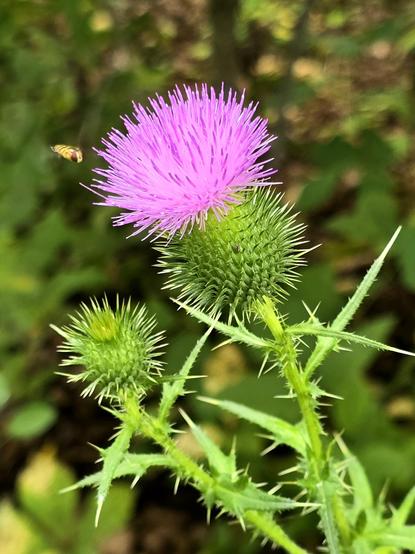 First true thistle flower I have seen this year. One has the flower, one is maturing. Edit: I missed saying that there is a little sweat bee checking out the pink flower.

There has been creeping thistle, an invasive plant that they came to eliminate at the park.

As weedy as this is, and don't want it in my yard, it produces a great flower with some attitude.

Punk like pink hair, spiky, kick your ass nature. Relatable.