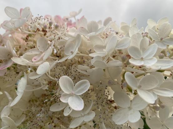 Landscape photograph of a panicle hydrangea flower, mostly white and starting to turn pink, against a cloudy sky. The flowers almost blend right into the sky. It was a sunny day so the clouds have a certain lightness to them.