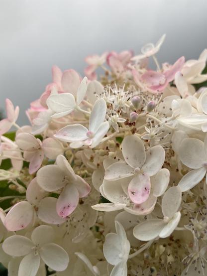 Portrait photograph of another hydrangea flower, this one with more pink, and a stronger contrast against the cloudy sky that's darker at the bottom.