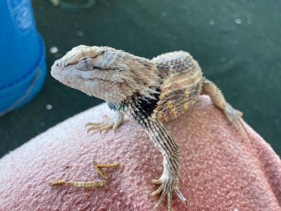 What does it mean when a lizard winks at you? A large spiny lizard, about 8 inches long nose to tail, sitting on the edge of a chair which is itself covered in a faded red fuzzy blanket. The lizard has his head turned sideways so you see him and left profile, With his eye closed. I never actually seen a lizard wink before. The lizards head is mostly a creamy off-white with some darker stripes. His body is a mix of beige, charcoal, with some scattered yellow scales. He has a darker collar under his neck, that at the moment is nearly black but sometimes changes to blue. If you look closely, each scale comes to a little point, hence the name "spiny lizards." The scientific name is Sceloporus magister.