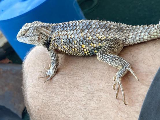A lizard, with course spiny scales, about 8 inches long, sprawled out on my bare leg. The scales are a mix of beige, bluish charcoal and gray with scattered yellow along his flank. He's mostly looking forward but has his head turned slightly back, probably wondering why I am taking so many photos of him.