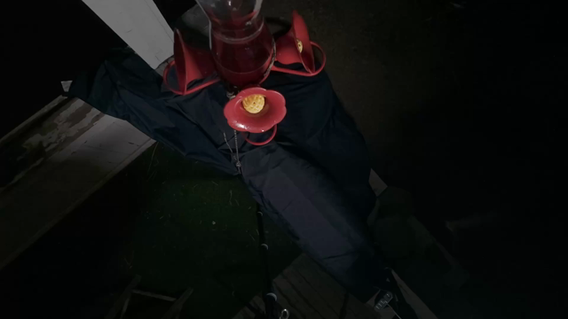 Looking down on a hummingbird feeder at night, illuminated by a video light. The feeder is a jar of sugar attached to fake plastic flowers. Multiple large bats approach the feeder, then flap their wings attempting to hover while sticking their long pink tongues into the holes in the fake flowers to get the sugar water. It's all in slow motion.