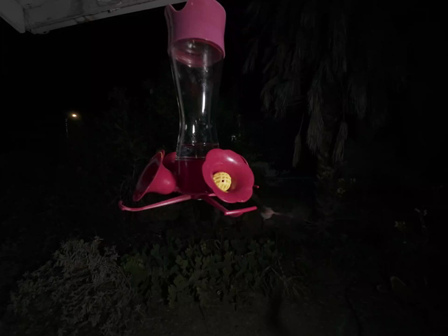 Large bats feeding in very slow motion at a hummingbird feeder at night, illuminated with a video light. They approach from below and then flap furiously to maintain their hover while drinking from the plastic flowers on the feeder.