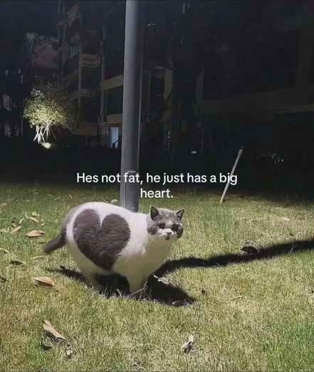 Photo of a chubby white and gray cat standing on grass under a streetlamp at night. A large gray patch on its side is shaped like a heart. Text overlay reads: "Hes not fat, he just has a big heart."