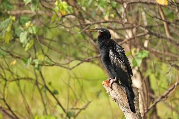 An Australasian Darter in the wild. It is a cormorant, mostly black but with white highlights, sitting on a small stump.