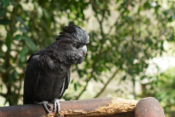 A kind of poofy bird that is mostly black and perched on a branch: red-tailed (can't see that) black cockatoo.