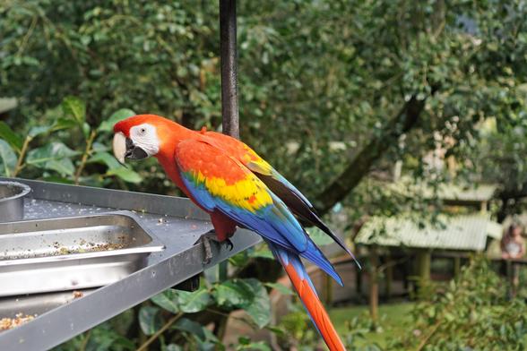 It's called a scarlet macaw, and the head and shoulders are red, but it also has all the other colours: yellow, blue, green... perched on a metal feeder.