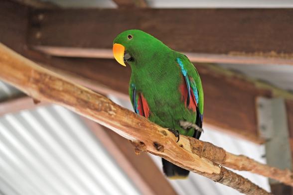 The Moluccan eclectus is mostly green with a yellow beak, perched on a branch under a roof. It also has cyan and red on its wings and the edge of its chest.