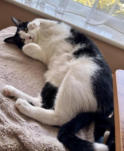 A black and white cat exposing his belly and staring at the camera instructing you to scritch it