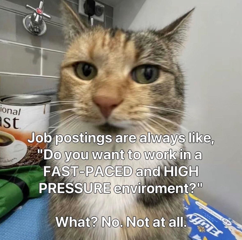 Close-up photo of a brown and white tabby cat looking directly at the camera with a skeptical expression. Overlay text reads: "Job postings are always like, 'Do you want to work in a FAST-PACED and HIGH PRESSURE enviroment?' What? No. Not at all."