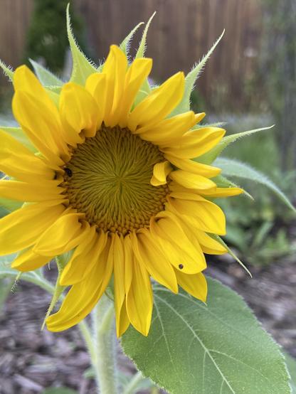 The same sunflower as in the previous post, but one day later, and the cheery petals have opened up, revealing the gorgeous geometric swirls of the center.