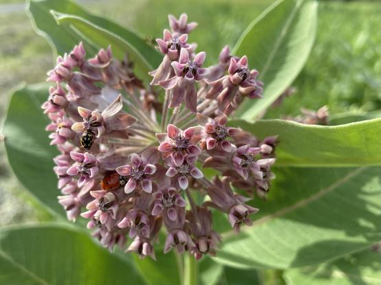 A big flower head of common milkweed, a sphere of little pink flowers, each with five petals, and sepals that point straight back like the flames shouting out the back of a rocket. There are a couple of lady beetles on it, one red and one yellow.