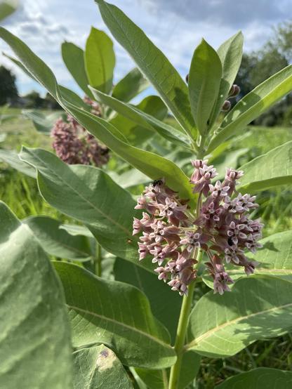 A shot showing two entire milkweed plants with fresh new flowers, with mown field and partly cloudy sky in the background.