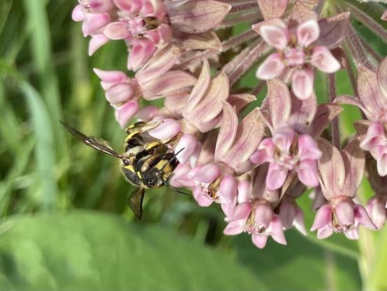 Closeup of about a quarter of a milkweed flower head, with a woolcarder bee at the lower left. The bee's eyes are gorgeous swirls of yellow and black, like caustics at the bottom of a swimming pool.