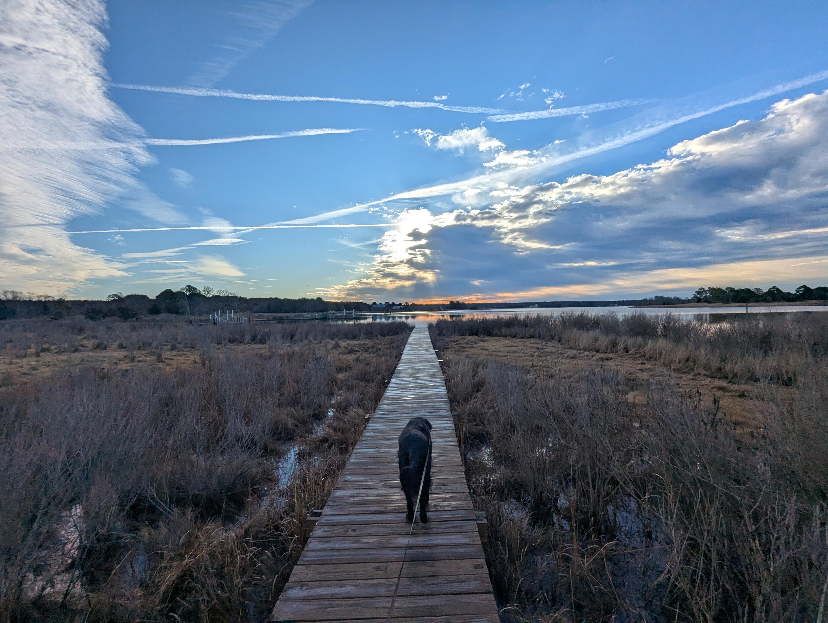 Photo of a calm morning here on Harris Creek. Sun rising low  to the right in a deep blue sky behind a long cloud bank. Marsh is brown and flooded with the high tide. Creek water is rippled and reflects the sun, sky and clouds.
In the foreground Jon, a black Flat-Coated retriever, strolls down the wood walk in hopes of spotting interesting waterfowl.
