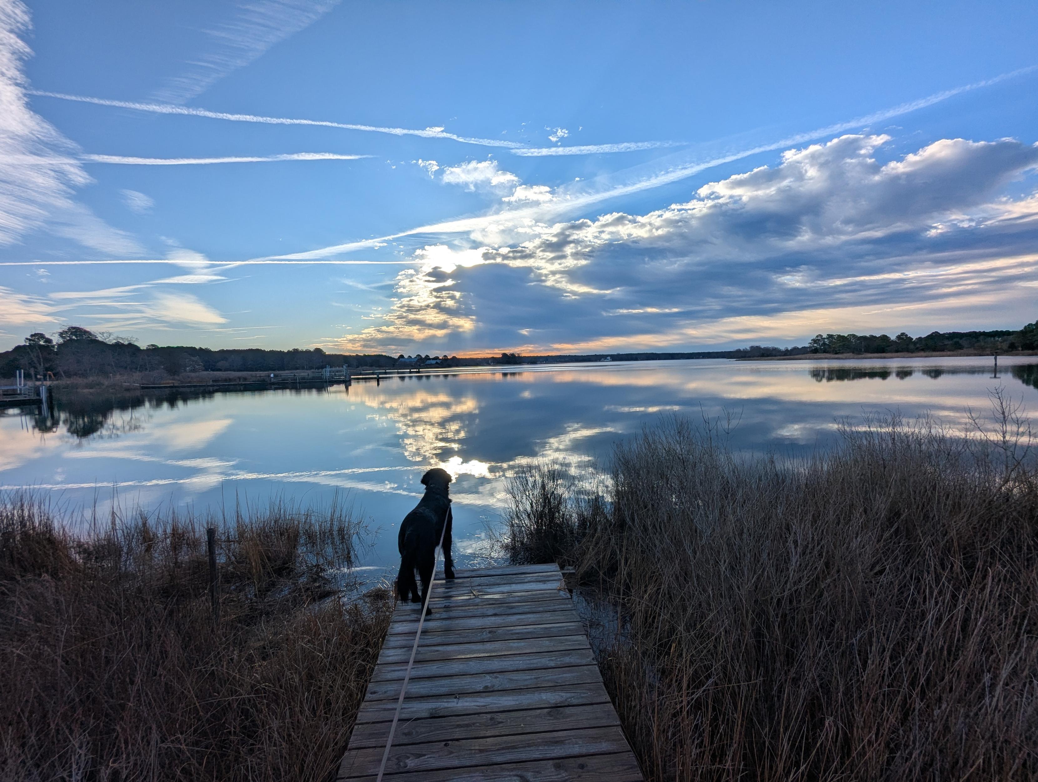Photo of a calm morning here on Harris Creek. Sun rising low  to the right in a deep blue sky behind a long cloud bank. Marsh is brown and flooded with the high tide. Creek water is rippled and reflects the sun, sky and clouds.
In the foreground Jon, a black Flat-Coated retriever, stands on the wood walk looking out for interesting waterfowl.