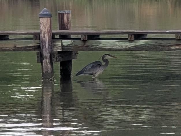 Photo of a Great Blue Heron, seen wading in a side Creek branch on the far side of a wooden dock.