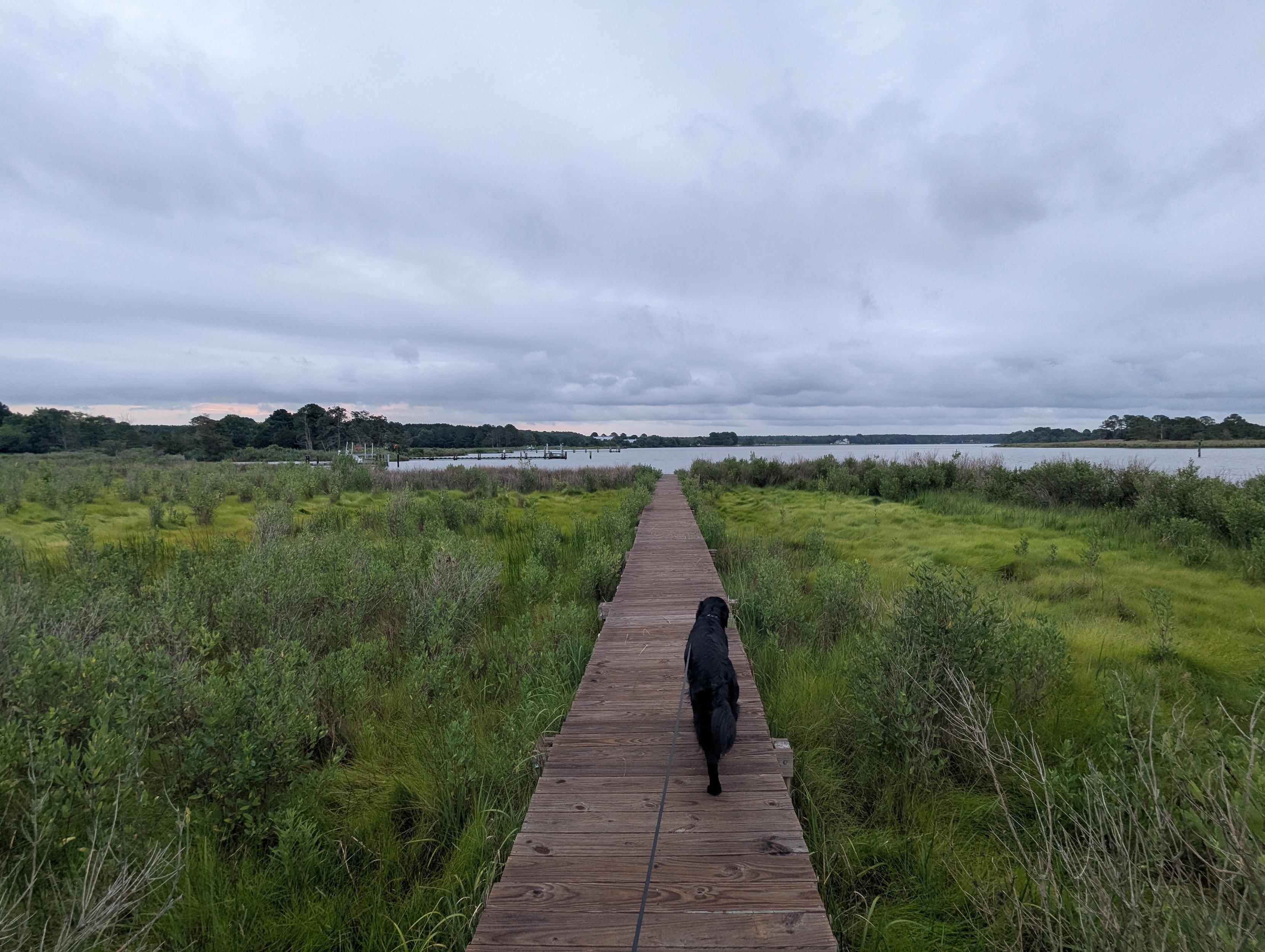 Photo of a grey and drizzly morning here on Harris Creek. Sun rising low to the left behind a solid grey overcast. Marsh is brilliantly green and wet. Creek water is rippled and reflects the sky and clouds.
In the foreground Jon a black Flat-Coated Retriever strolls down the wood walk in hopes of spotting interesting waterfowl.