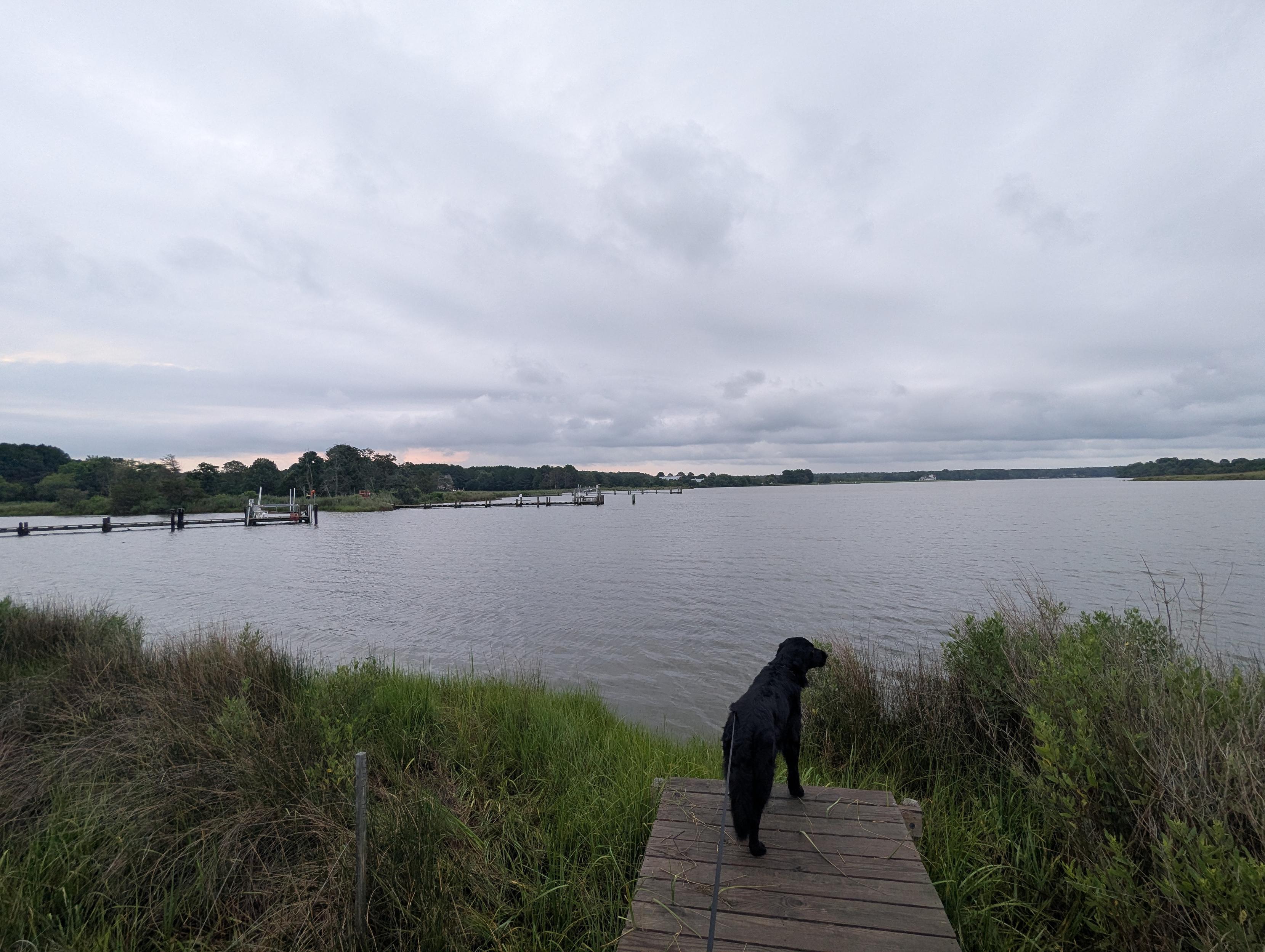 Photo of a grey and drizzly morning here on Harris Creek. Sun rising low to the left behind a solid grey overcast. Marsh is brilliantly green and wet. Creek water is rippled and reflects the sky and clouds.
In the foreground Jon a black Flat-Coated Retriever stands on the wood walk looking out for interesting waterfowl.