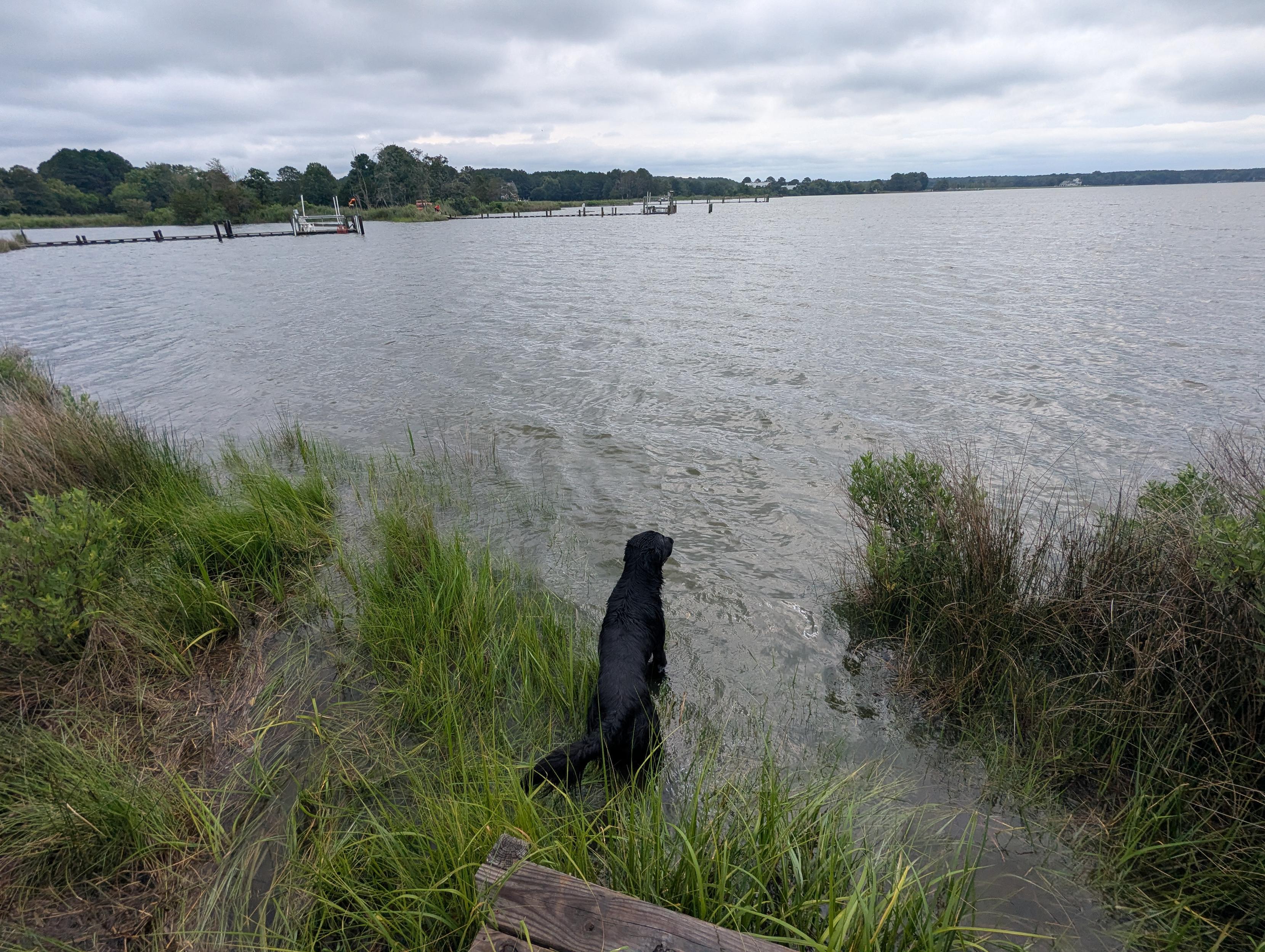 Photo of Jon a black Flat-Coated Retriever standing creekside and impatiently waiting for his training bumper to be thrown.