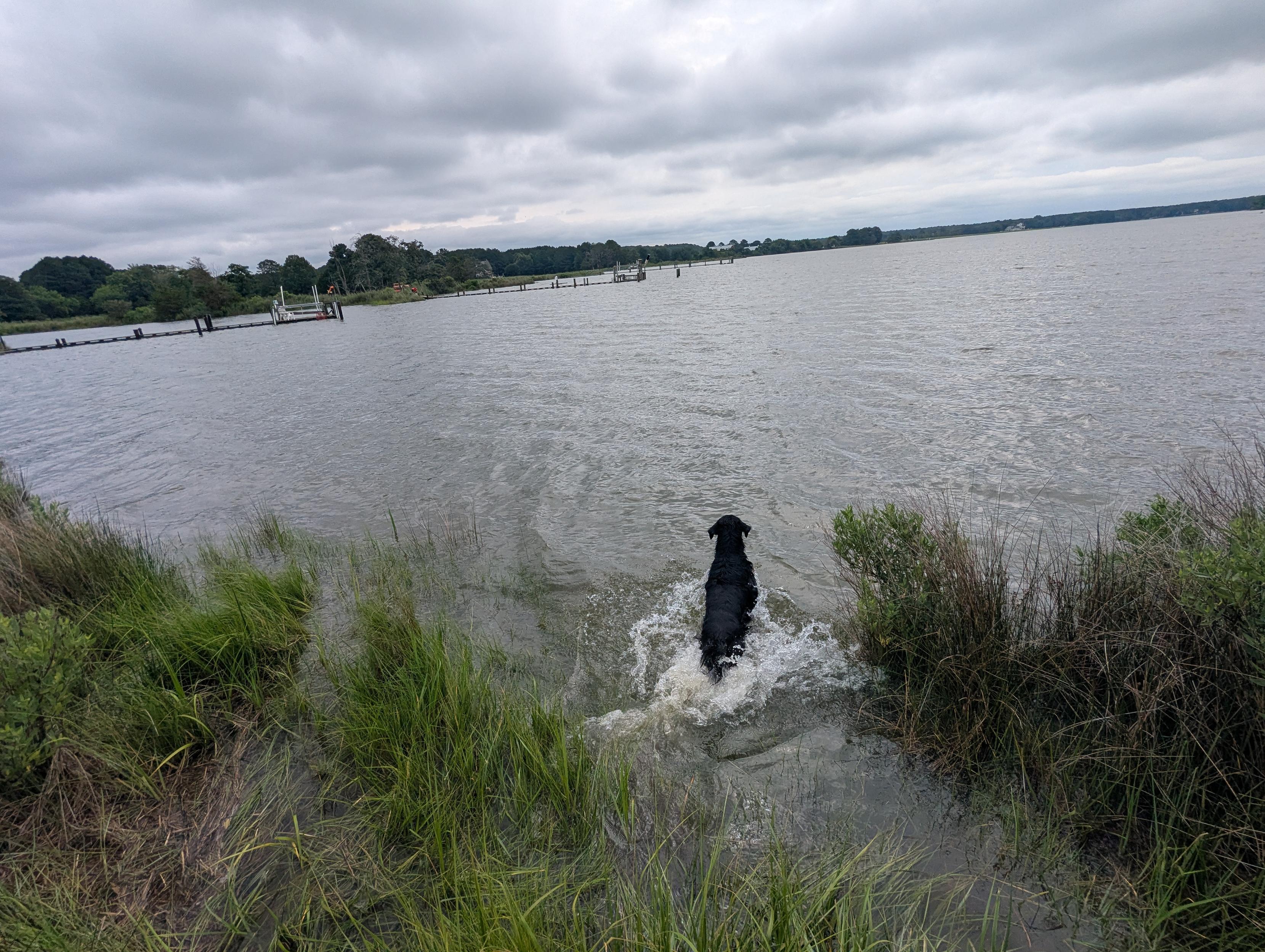 Photo of Jon a black Flat-Coated Retriever flinging himself headlong into Harris Creek in pursuit of his training bumper.