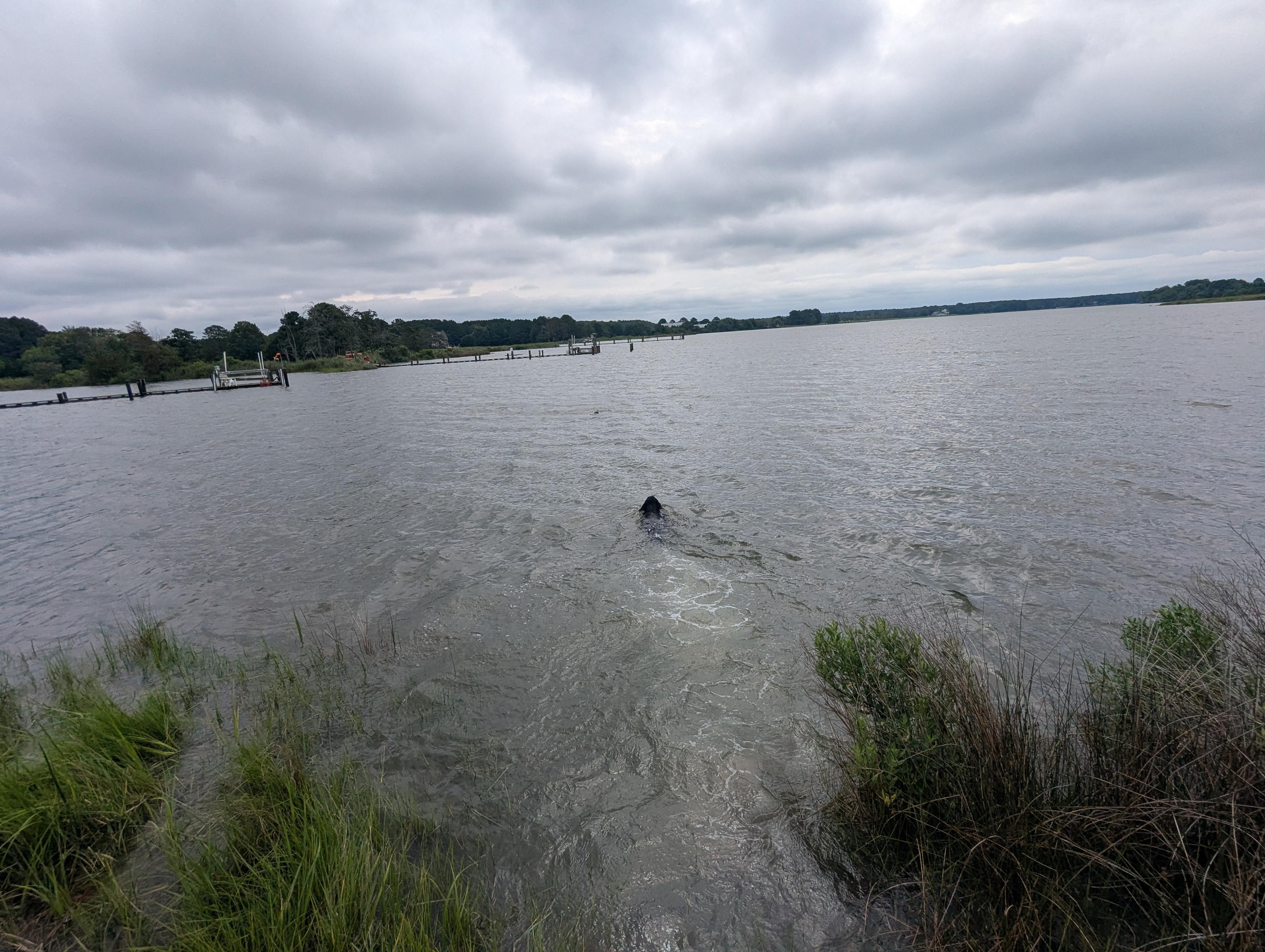 Photo of Jon a black Flat-Coated Retriever swimming fast in pursuit of his training bumper.