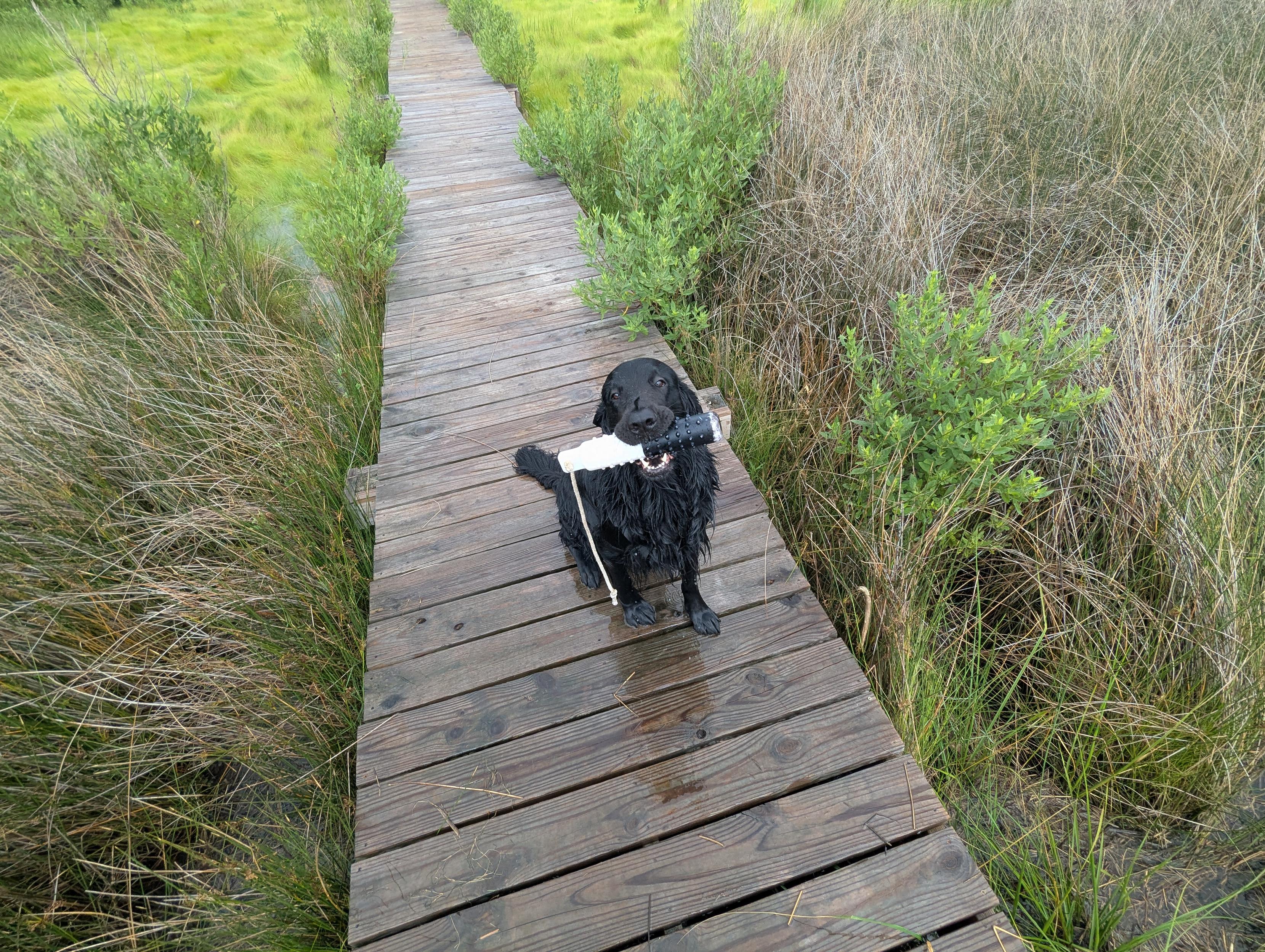 Photo of Jon a very wet and happy black Flat-Coated Retriever sitting on the wood walk holding his training bumper.