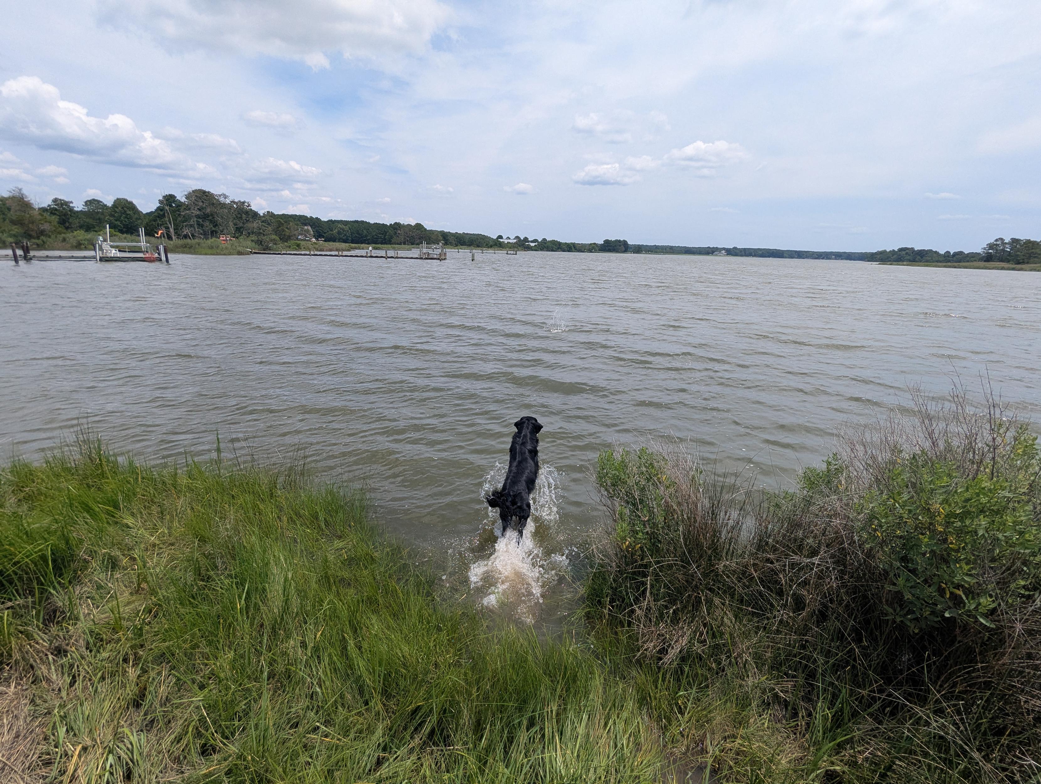 Photo of Jon a black Flat-Coated Retriever flinging himself with abandon into Harris Creek in pursuit of his training bumper