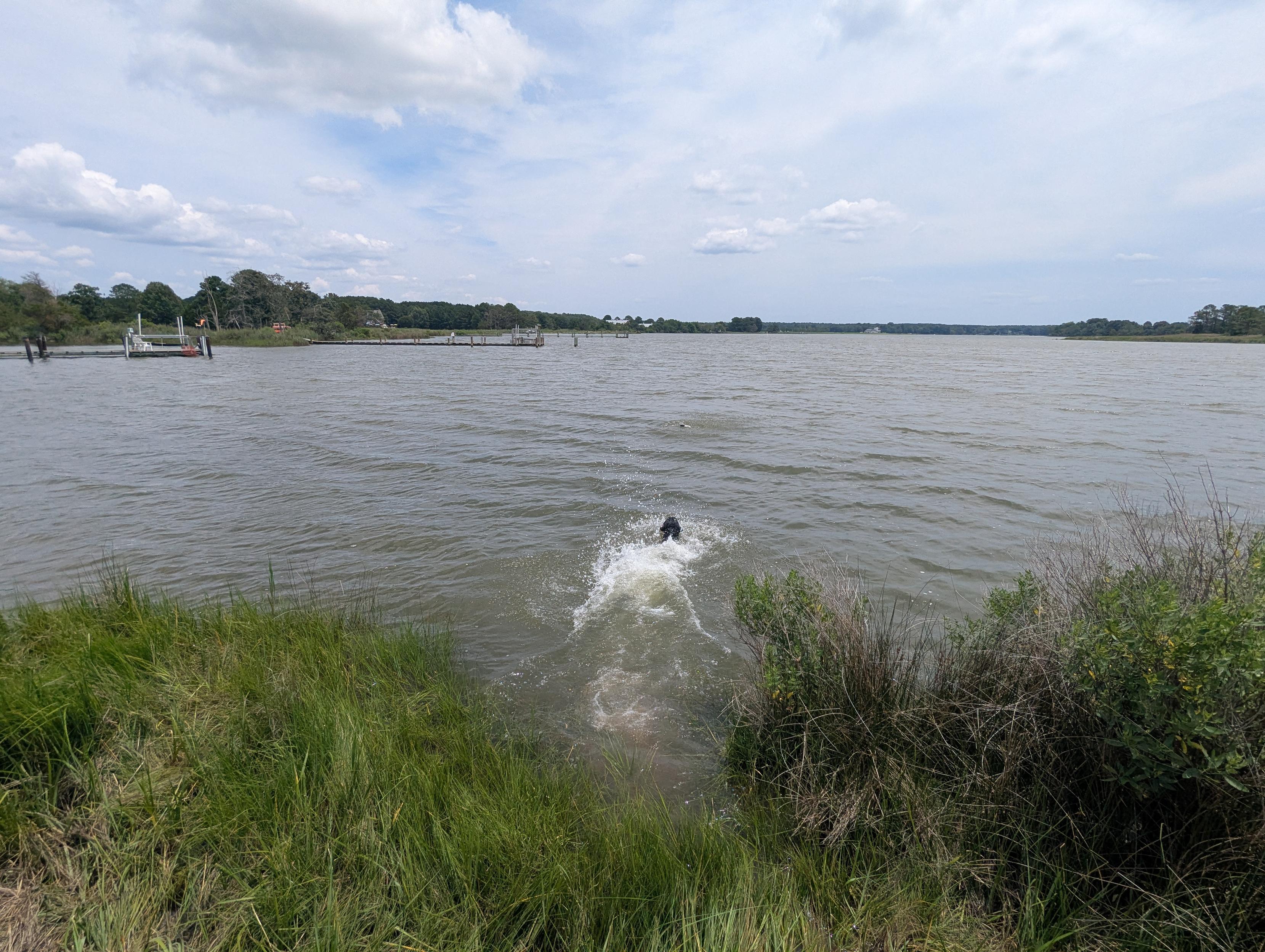Photo of Jon a black Flat-Coated Retriever hitting the water with a mighty splash in Harris Creek in pursuit of his training bumper.